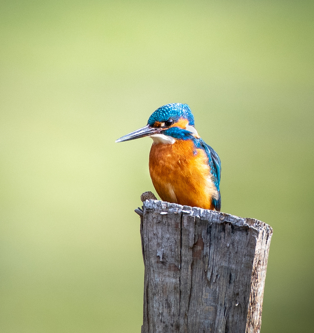 Eisvogel lauert