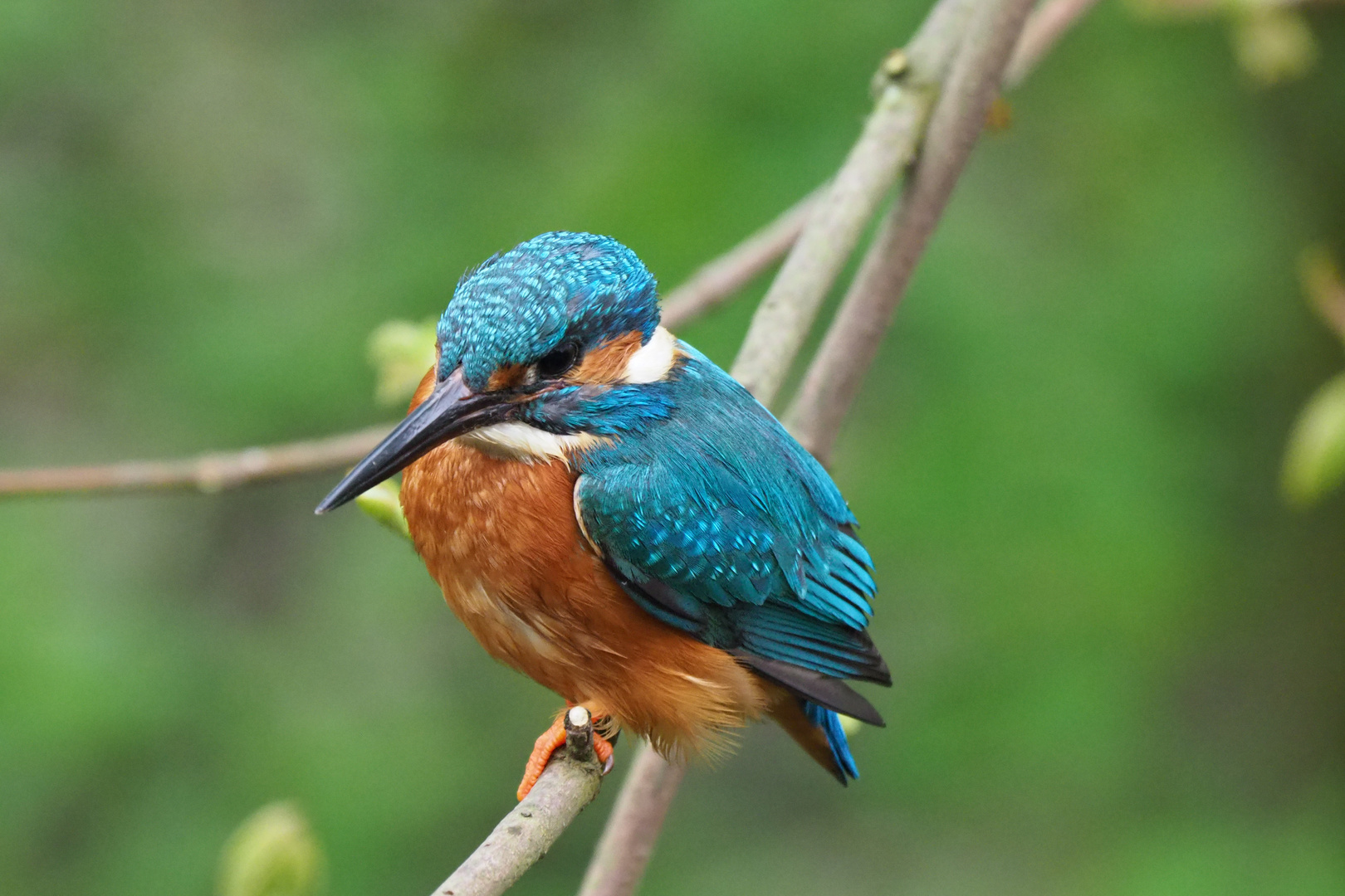 Eisvogel lauert auf Beute