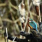 Eisvogel - le martin-pêcheur