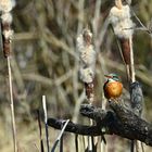 Eisvogel - le martin-pêcheur