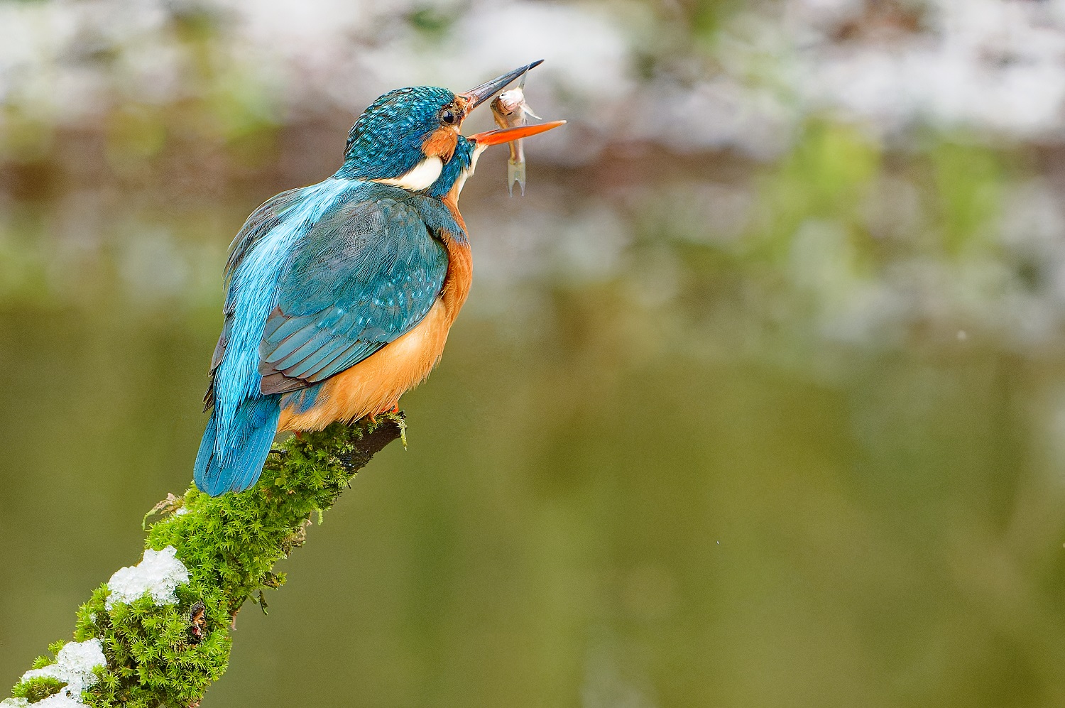 Eisvogel legt Fang zurecht