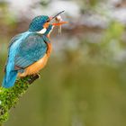 Eisvogel legt Fang zurecht