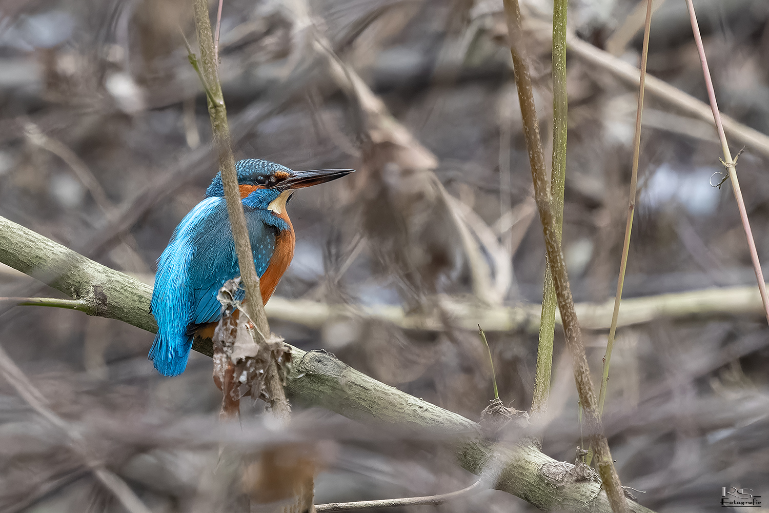 Eisvogel, leider mit Ast