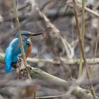 Eisvogel, leider mit Ast