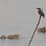 Eisvogel ............ leider nicht in guter Bildqualität - SEUFTZ