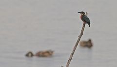 Eisvogel ............ leider nicht in guter Bildqualität - SEUFTZ