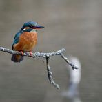 "Eisvogel" - leider nur Dokumaterial