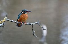 "Eisvogel" - leider nur Dokumaterial