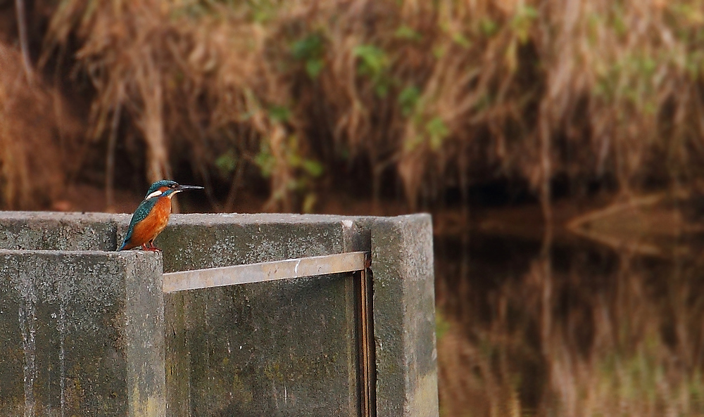 Eisvogel (leider weit weg und daher kein gutes Bild)