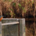 Eisvogel (leider weit weg und daher kein gutes Bild)