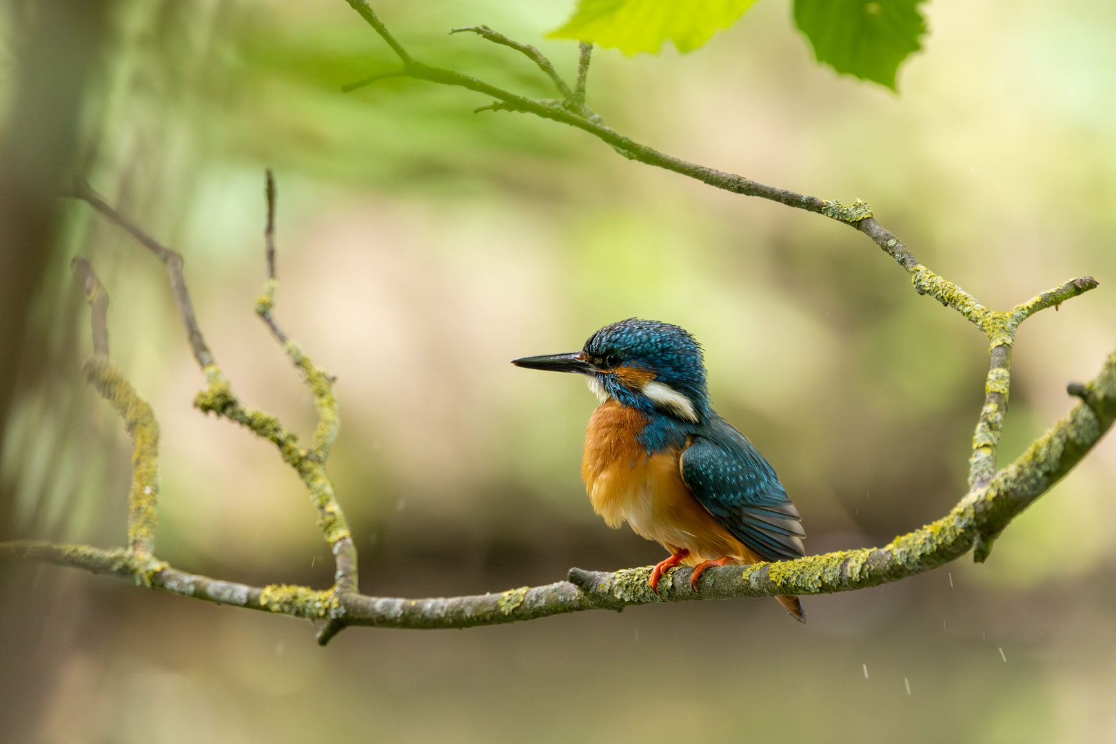 Eisvogel-Liebe...