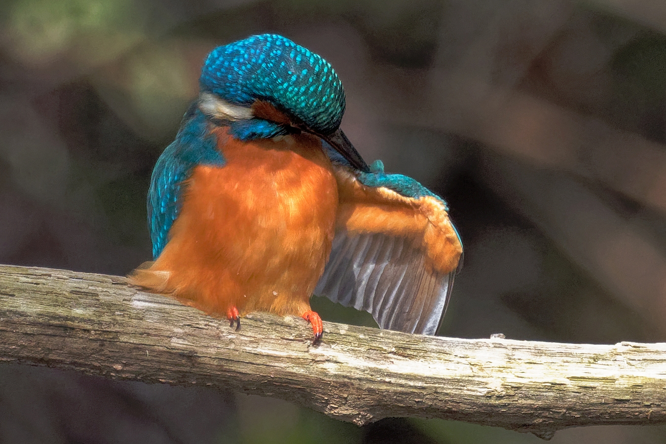 Eisvogel (m) bei der Körperpflege