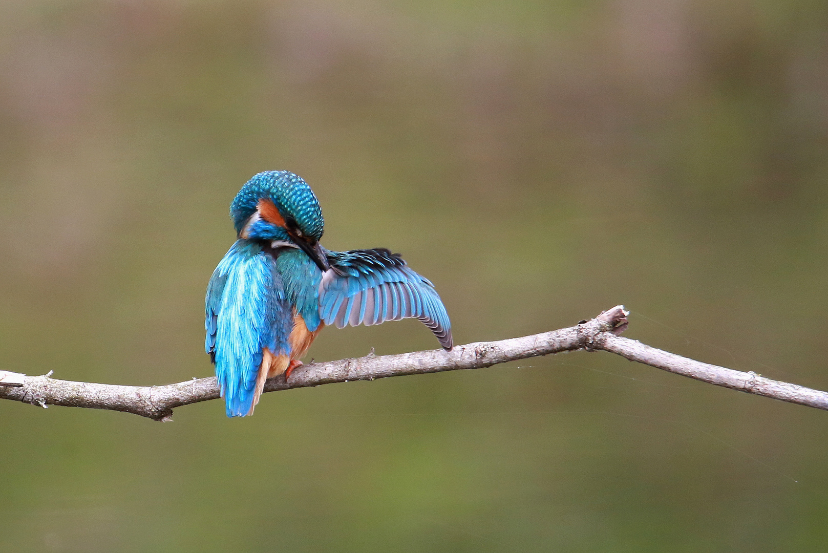 Eisvogel (m)