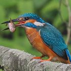 Eisvogel (m)  mit Beutefisch