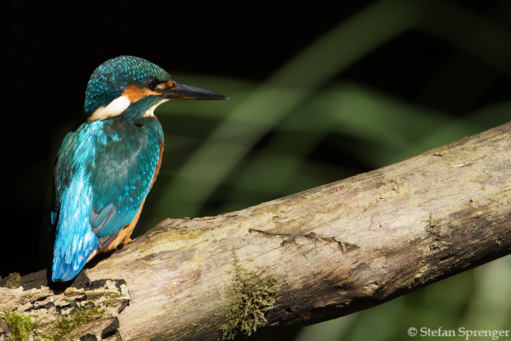 Eisvogel macht Pause