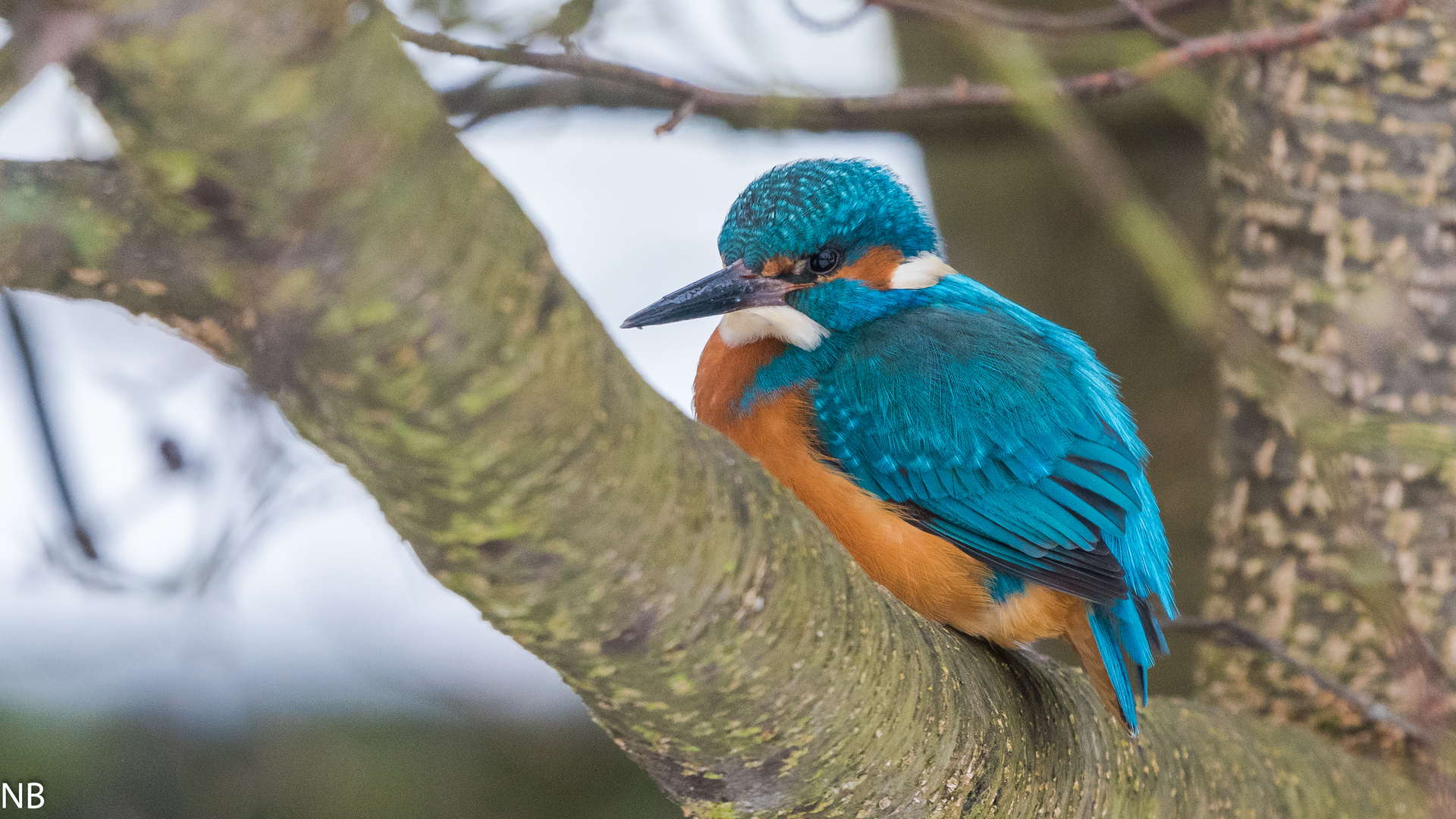 "Eisvogel macht Pause im Baum 2024"