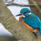 "Eisvogel macht Pause im Baum 2024"