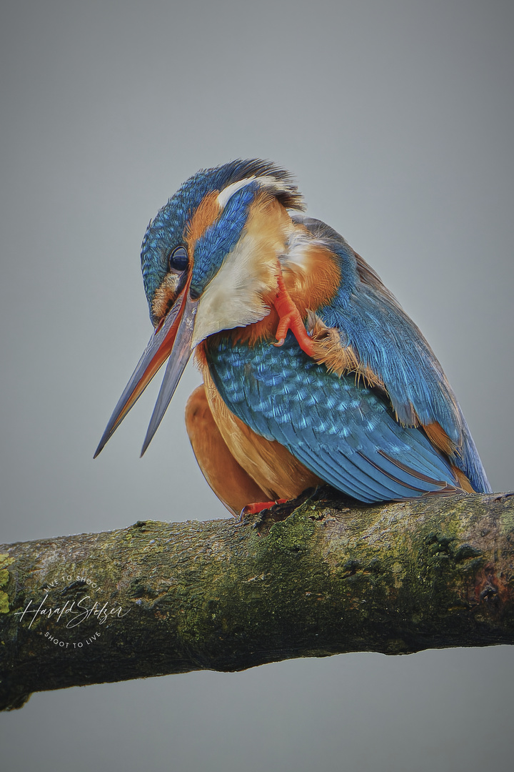 Eisvogel macht sich schön