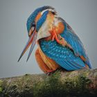 Eisvogel macht sich schön