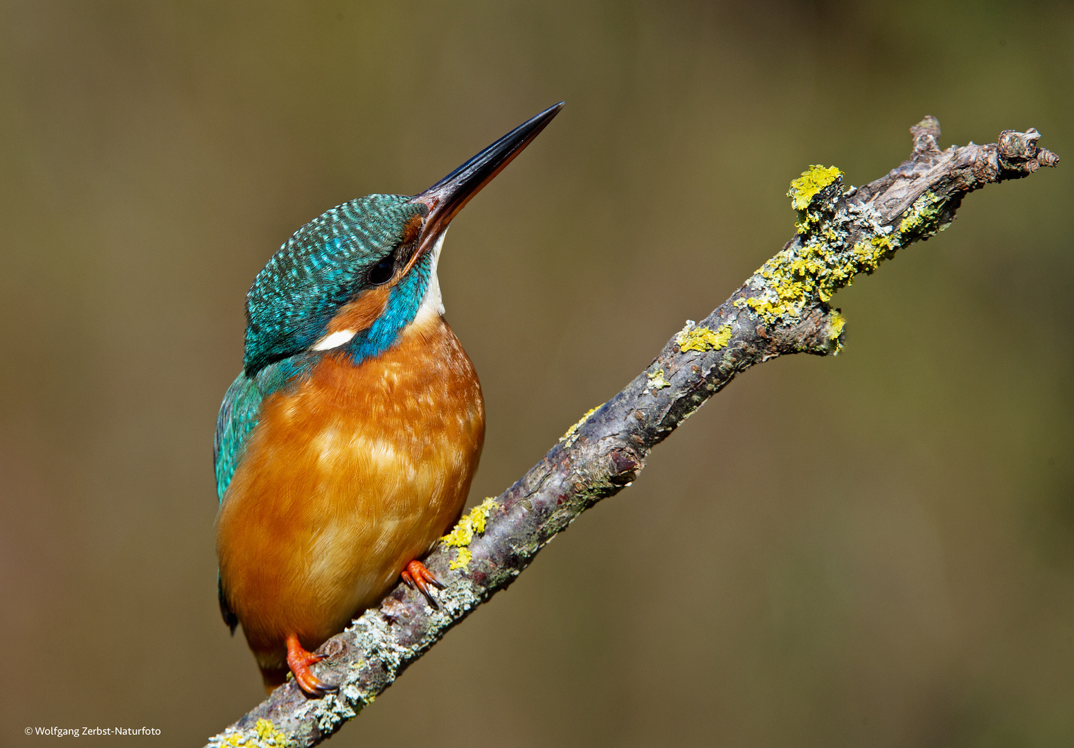 --- Eisvogel Mädchen ---  ( Alcedo atthis )