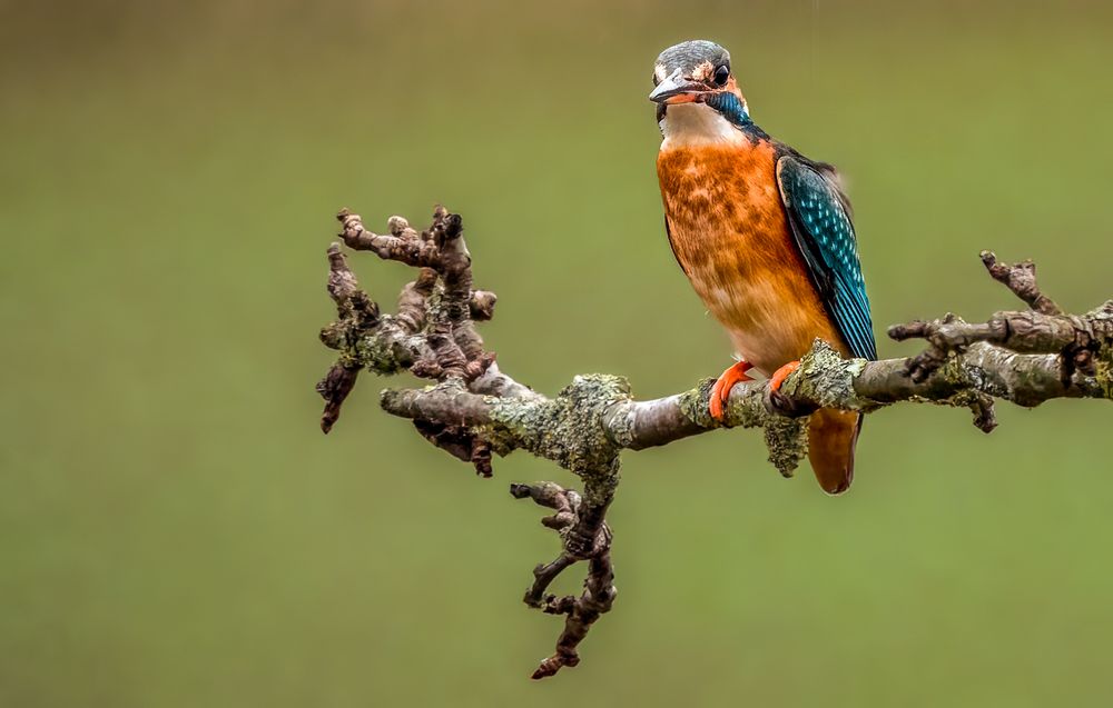 "EISVOGEL MÄDCHEN"