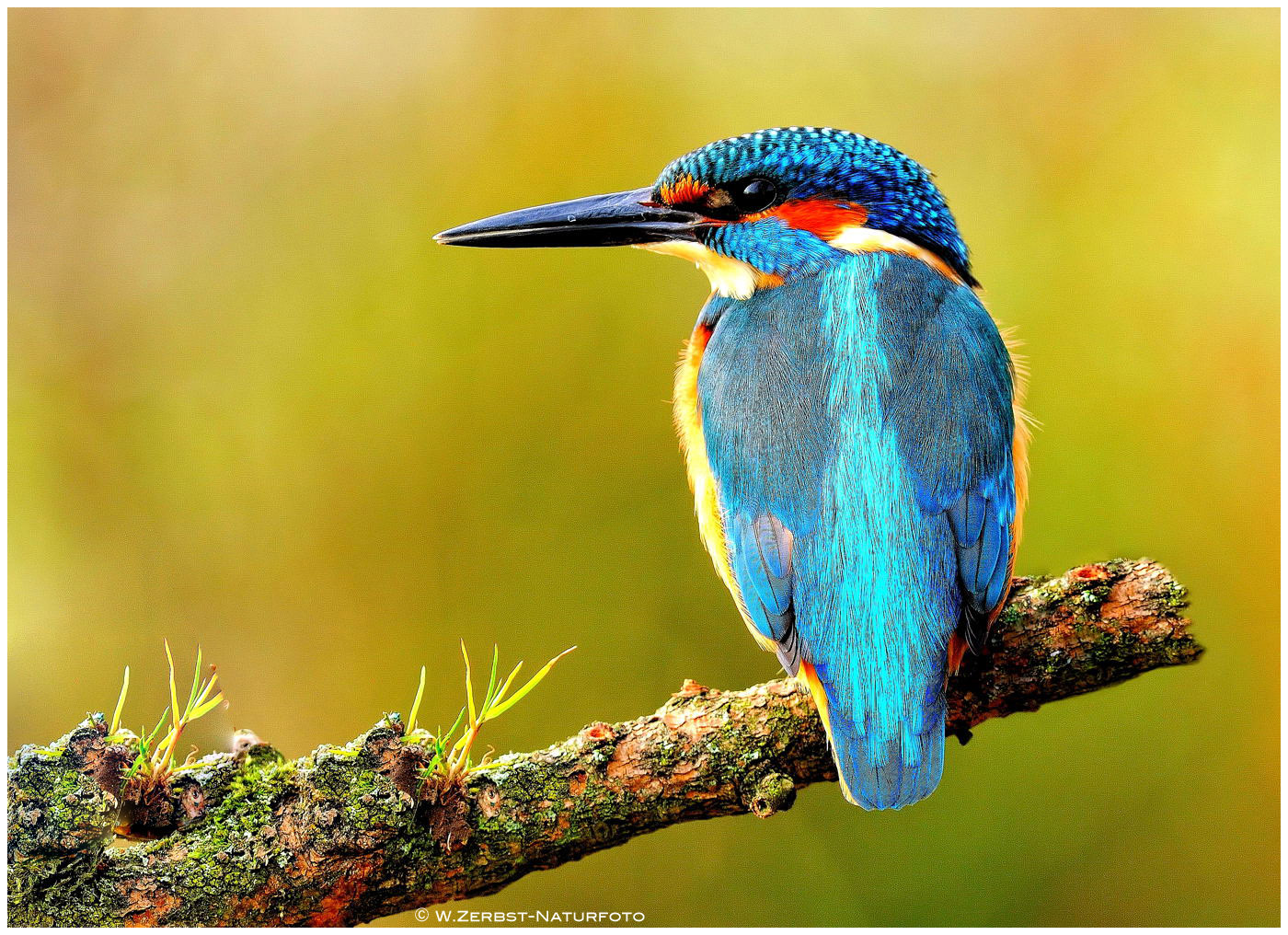 --- Eisvogel , männ. --- ( Alcedo atthis )