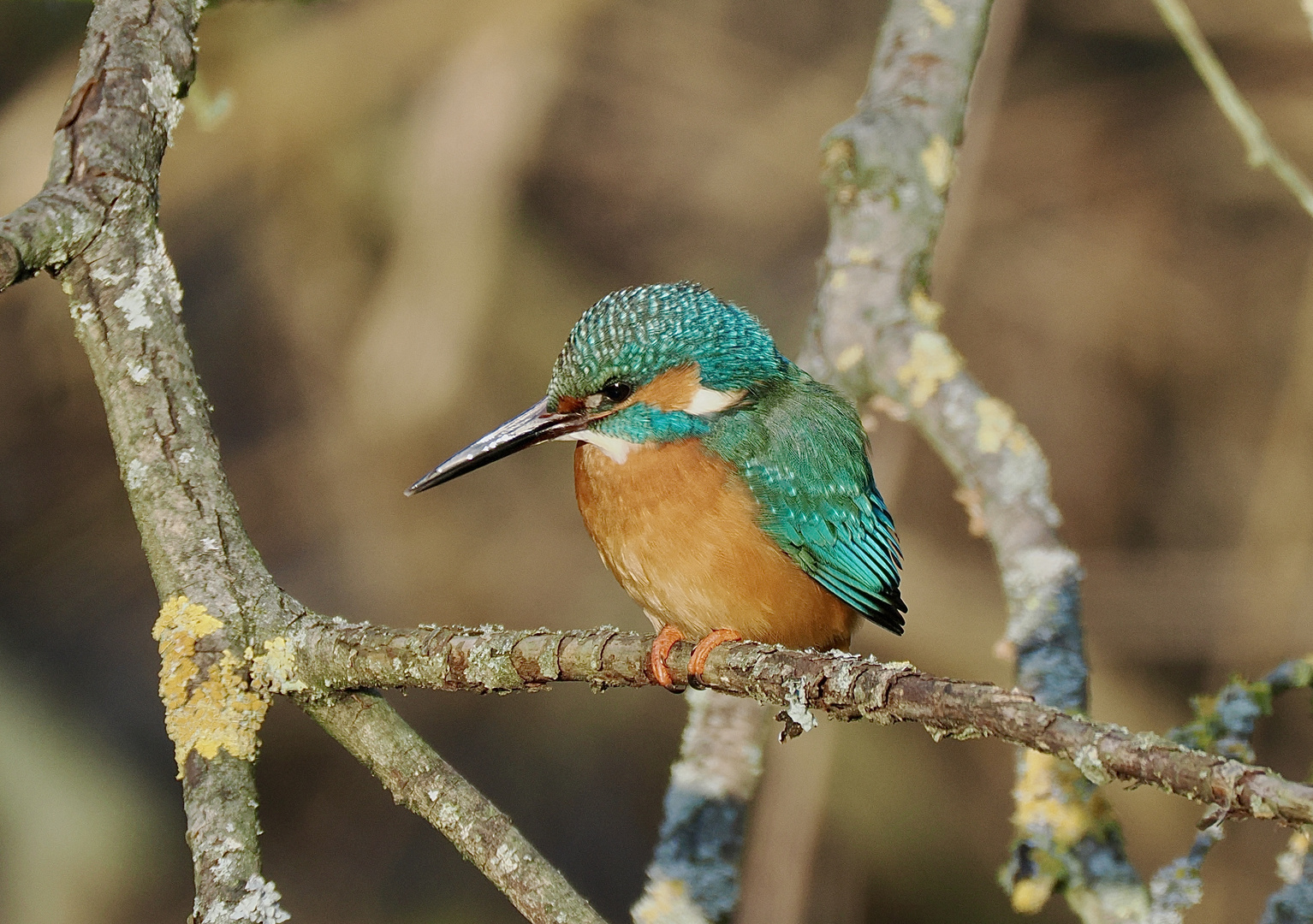 Eisvogel (Männchen)