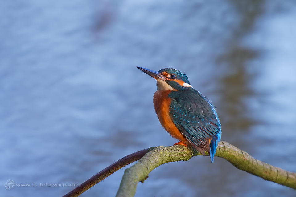 Eisvogel Männchen