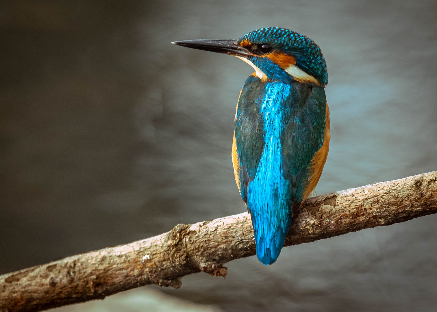 Eisvogel Männchen