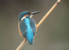 Eisvogel Männchen 1