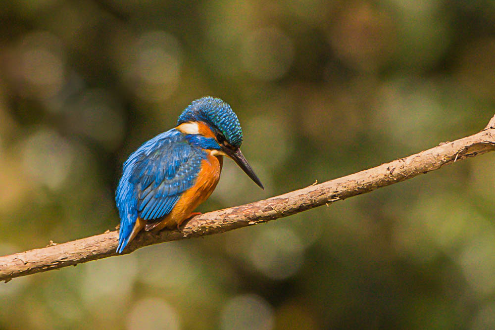 Eisvogel Männchen