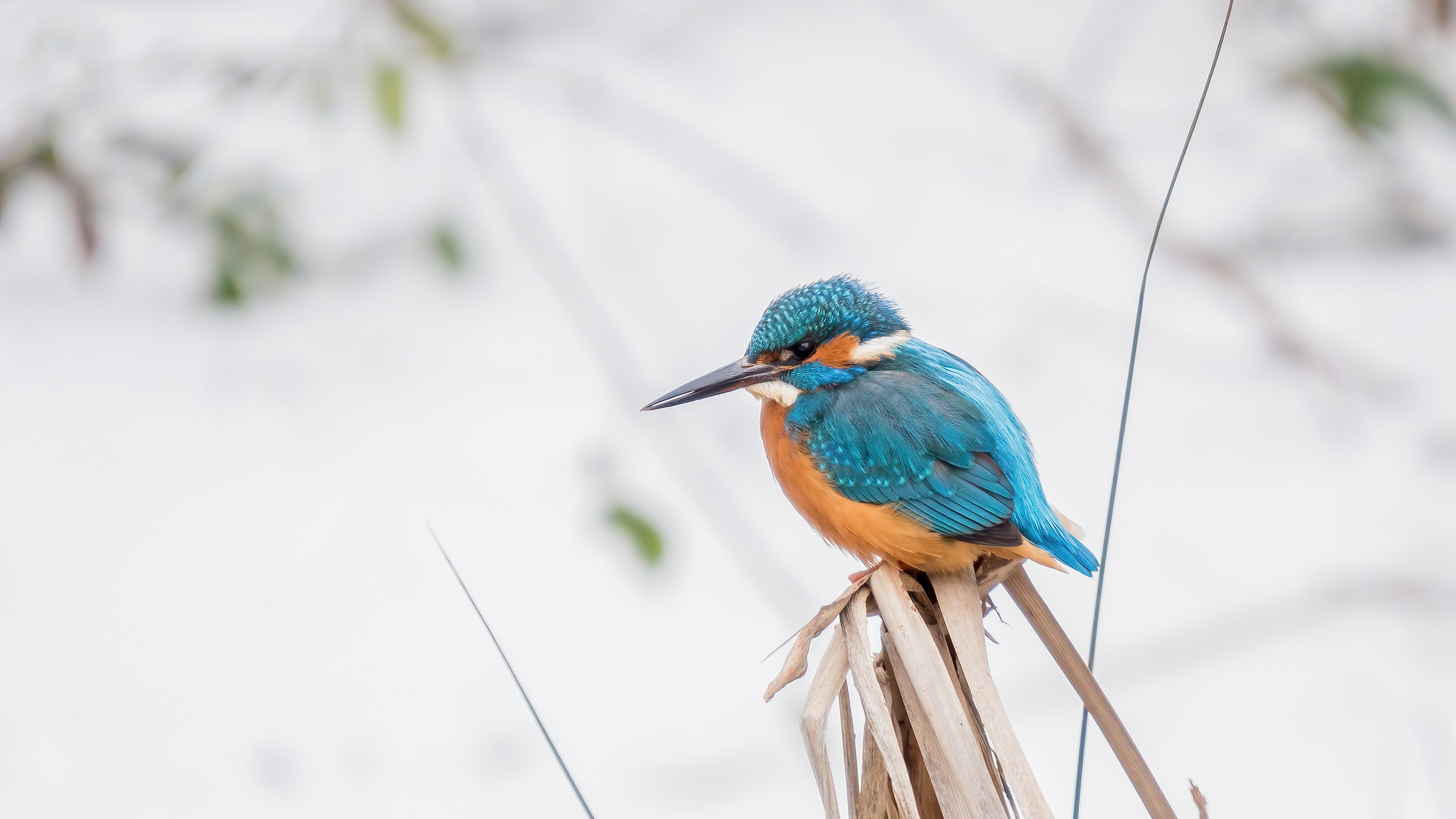 Eisvogel Männchen