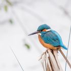 Eisvogel Männchen