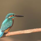 Eisvogel Männchen