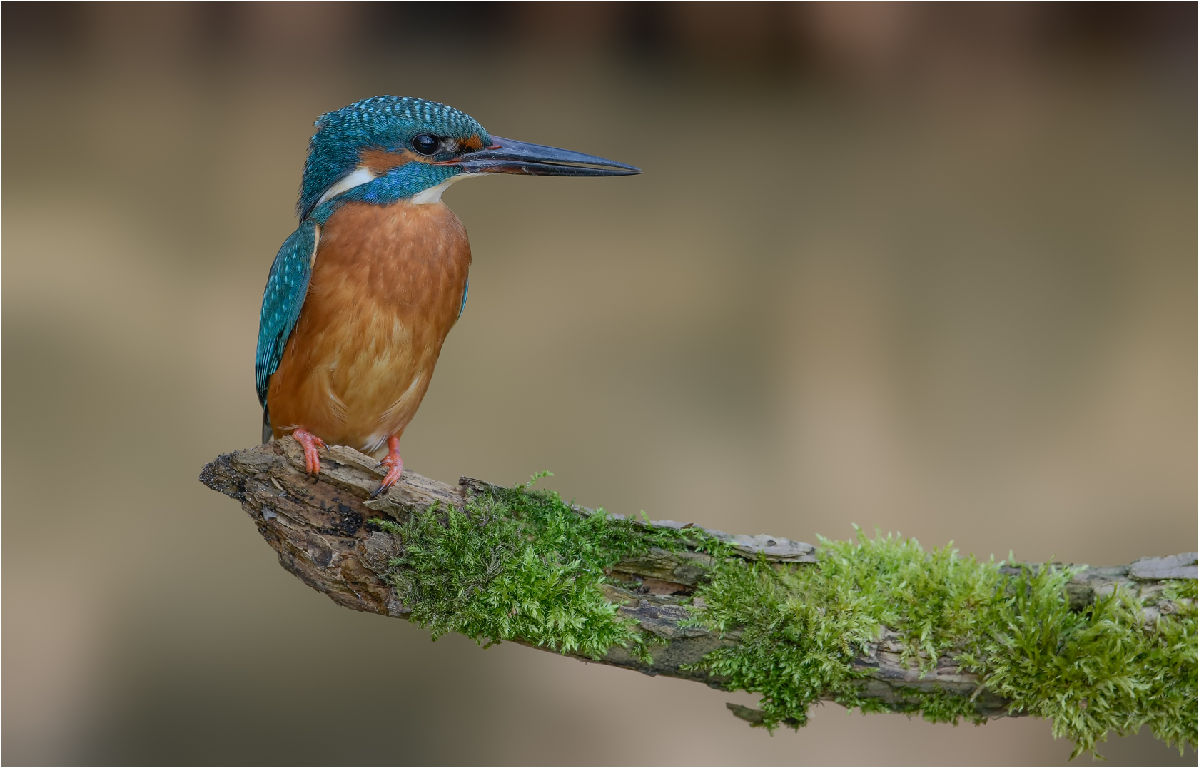 Eisvogel Männchen