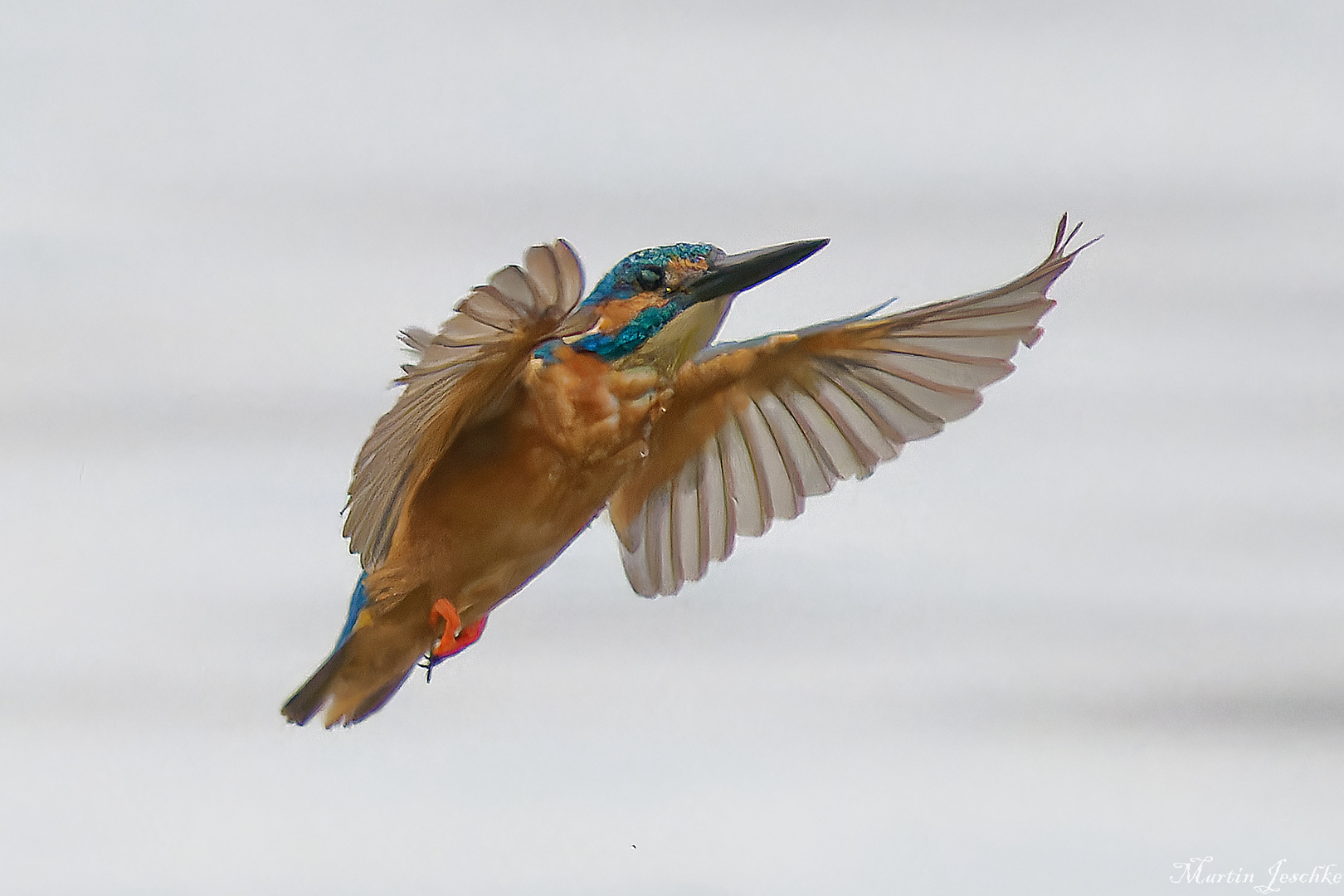 Eisvogel Männchen