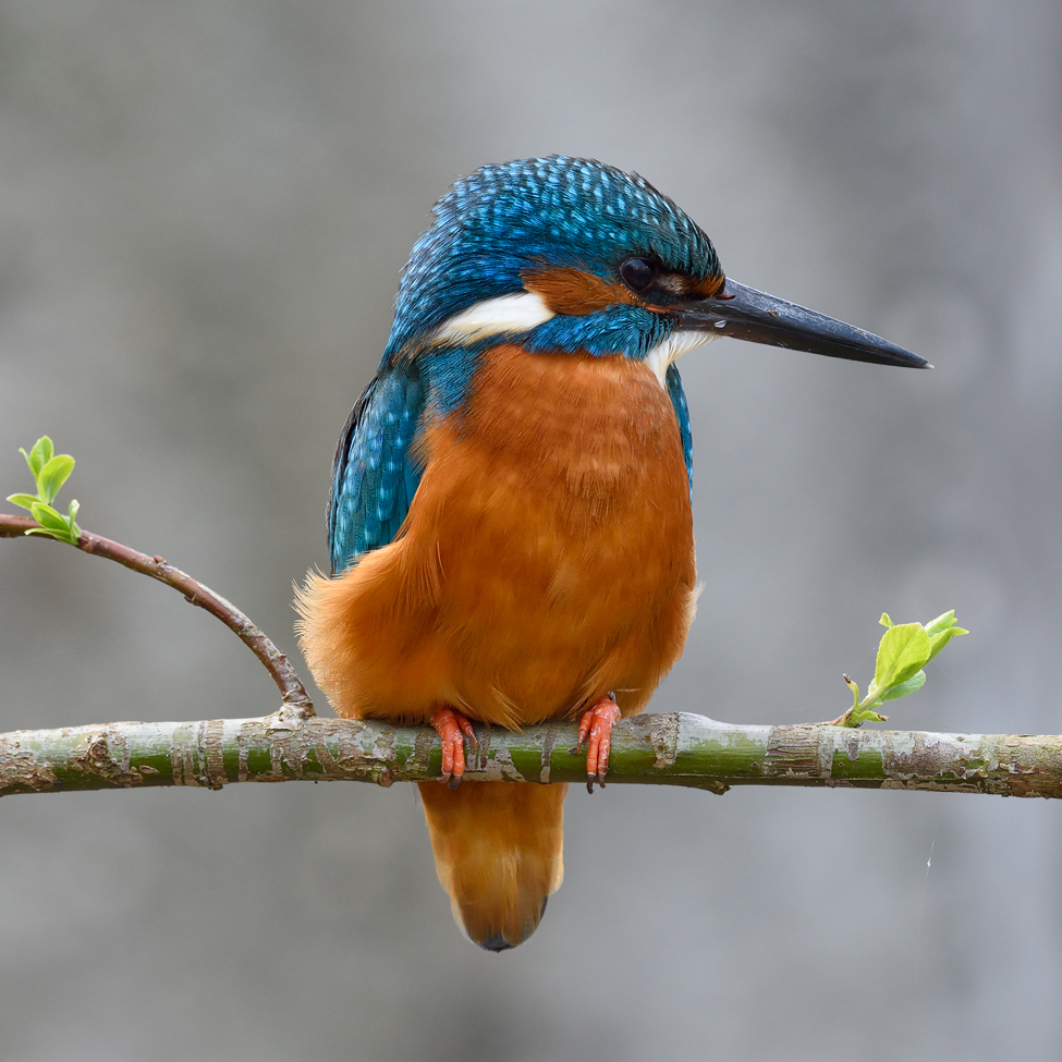 Eisvogel Männchen Foto & Bild | tiere, wildlife, wild lebende vögel