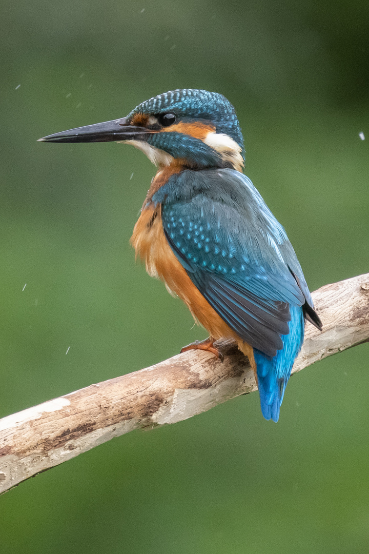 Eisvogel Männchen 