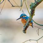 Eisvogel Männchen