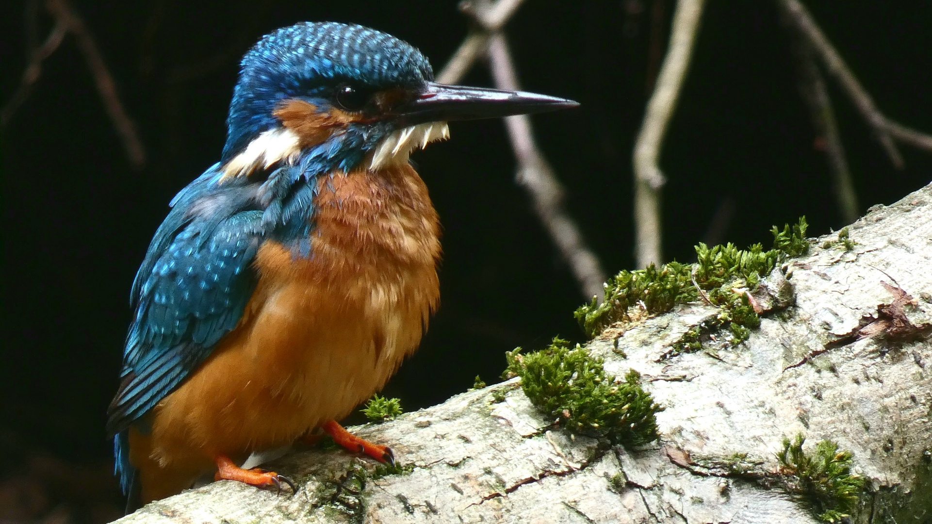 Eisvogel - Männchen 