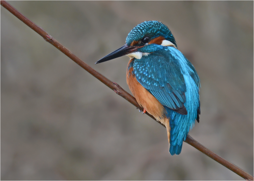 Eisvogel Männchen