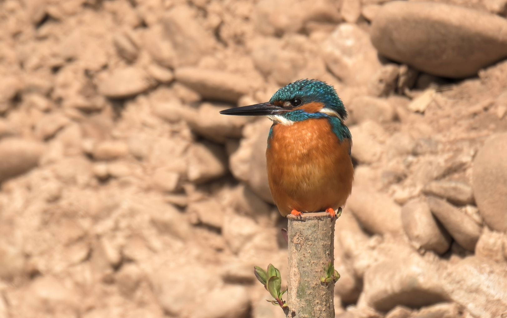 Eisvogel Männchen