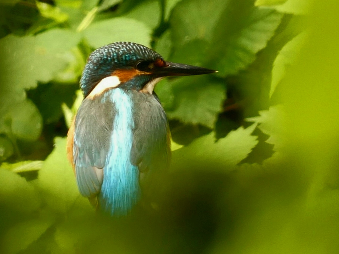 Eisvogel - Männchen