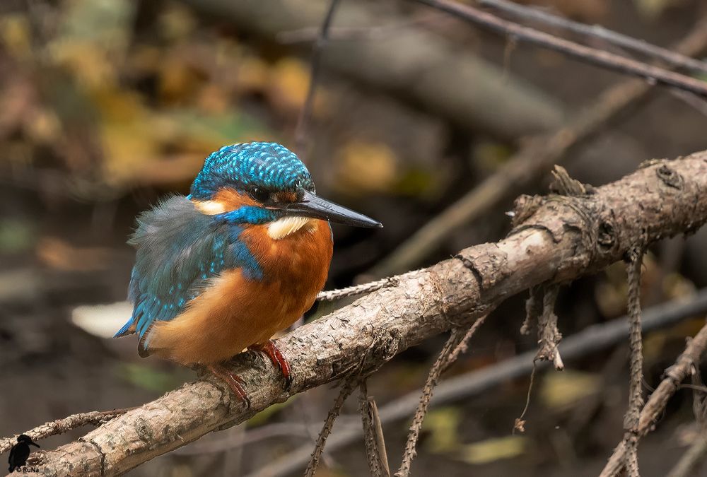 Eisvogel-Männchen