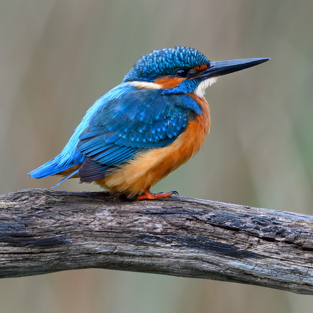 Eisvogel Männchen