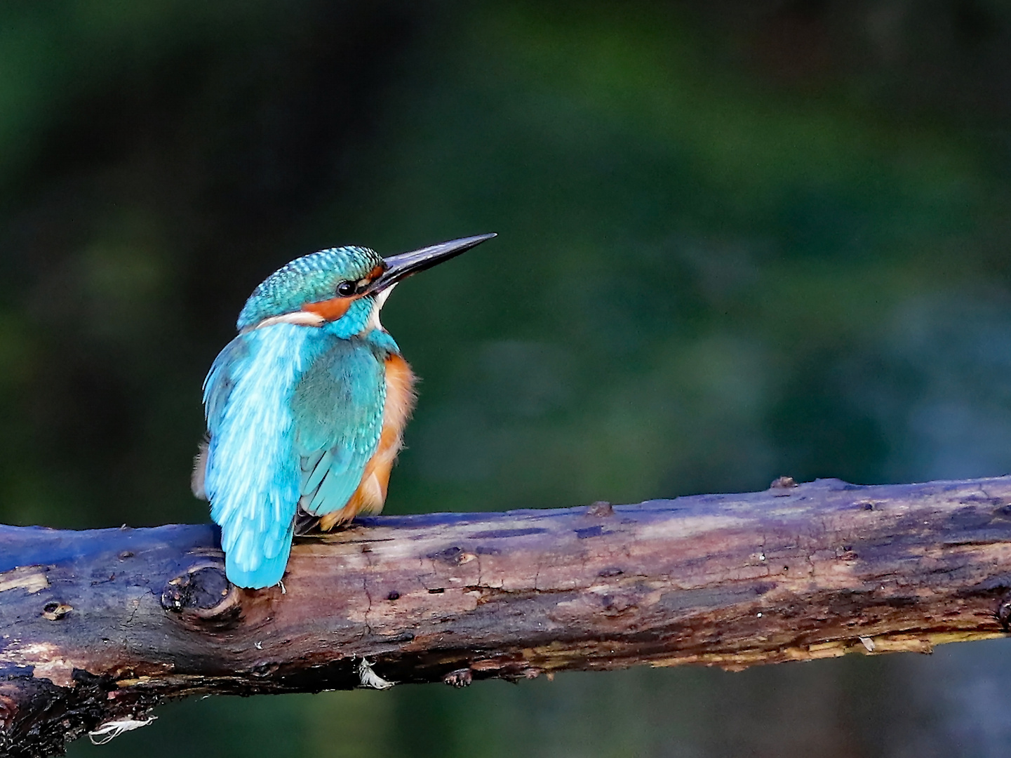 Eisvogel Männchen