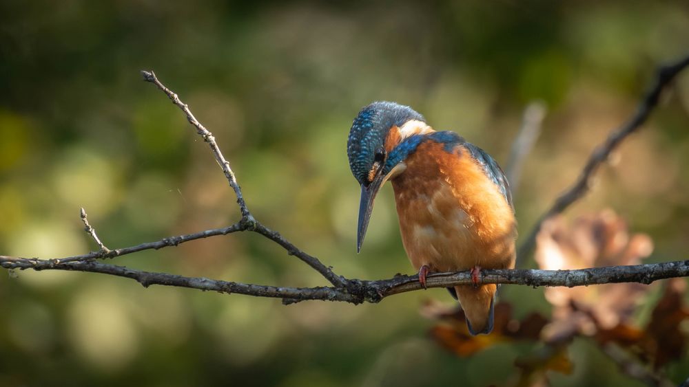 Eisvogel Männchen