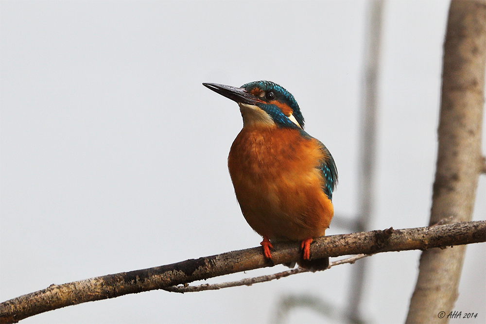 Eisvogel (Männchen)