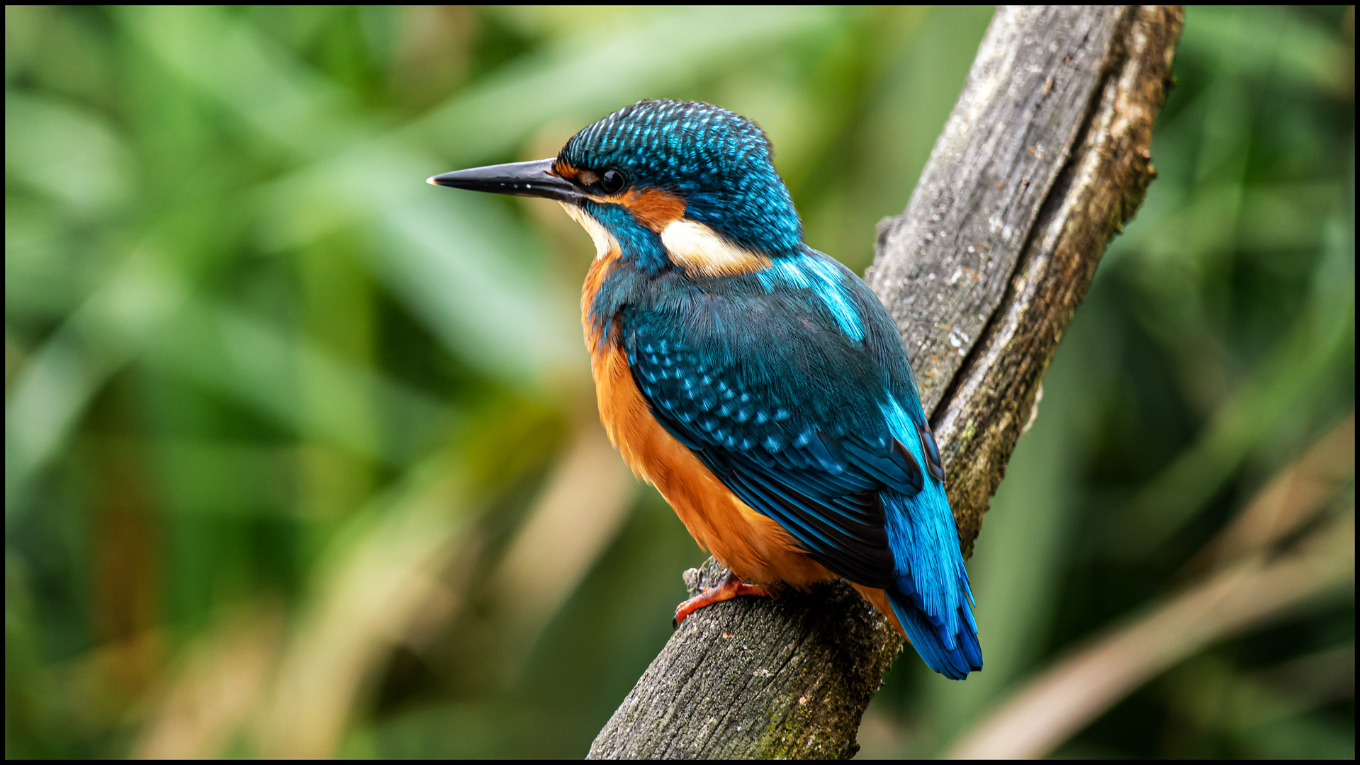 Eisvogel Männchen