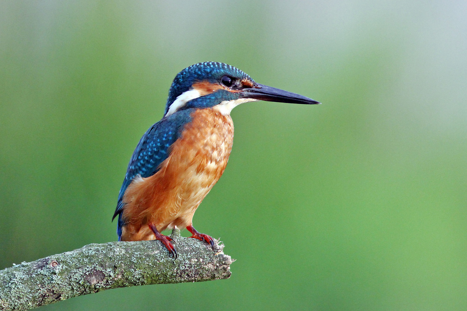 Eisvogel (Männchen)